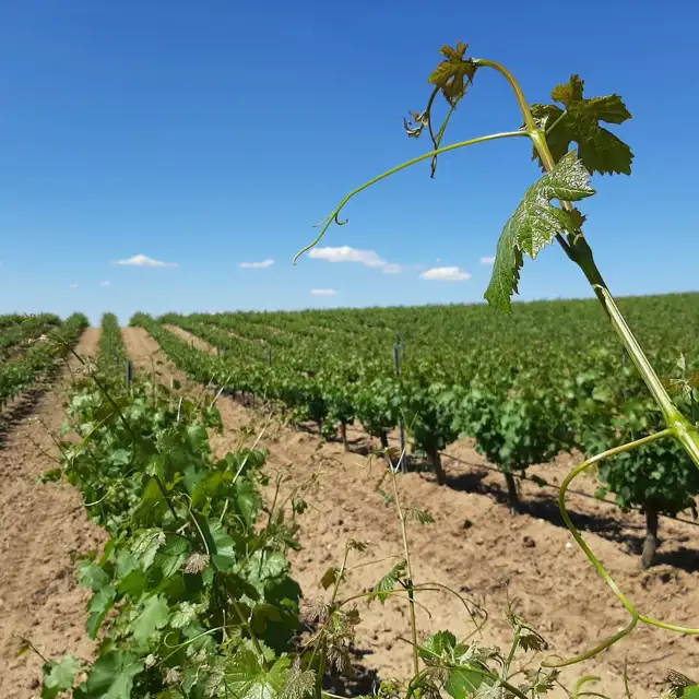 Ruta del Vino de Rueda, experiencias a medidas para amantes del vino, la gastronomía y la historia
