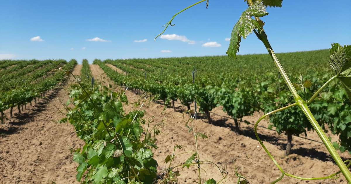 Ruta del Vino de Rueda, experiencias de enoturismo a medida