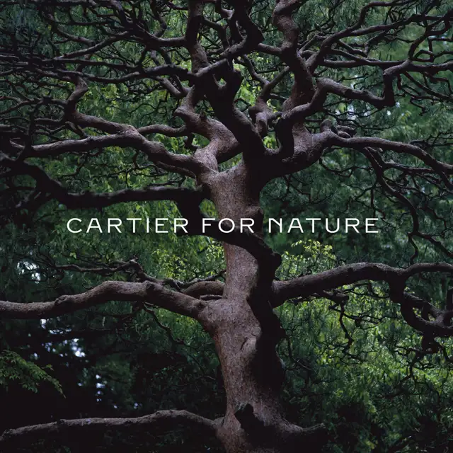 Cartier for Nature presenta el documental 'Un nuevo aliento para el Sistema Ibérico Sur' con Rewilding Europe 