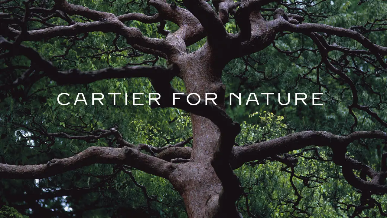 Cartier for Nature presenta el documental 'Un nuevo aliento para el Sistema Ibérico Sur' con Rewilding Europe 