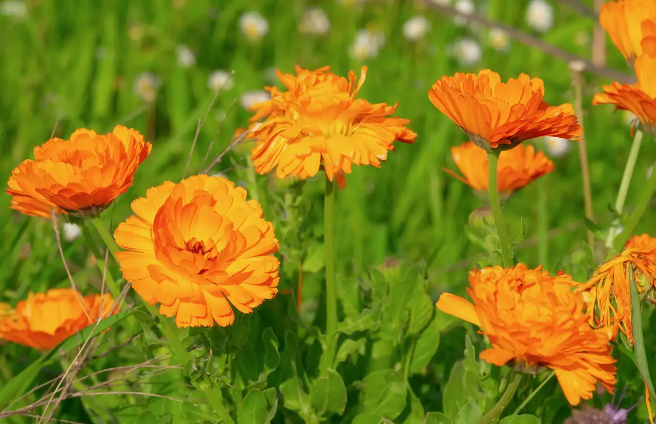 Infusiones que rejuvenecen: calendula 