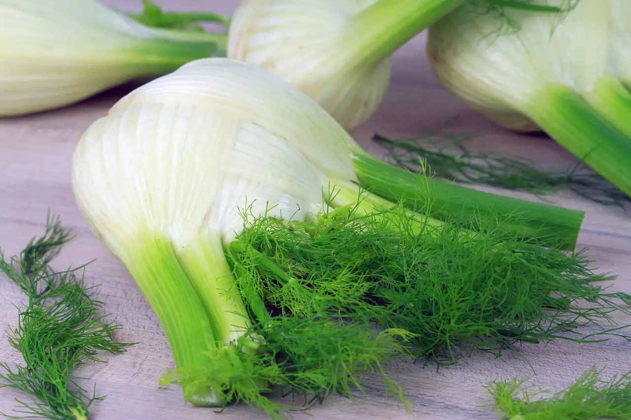 Infusiones que rejuvenecen: hinojo 