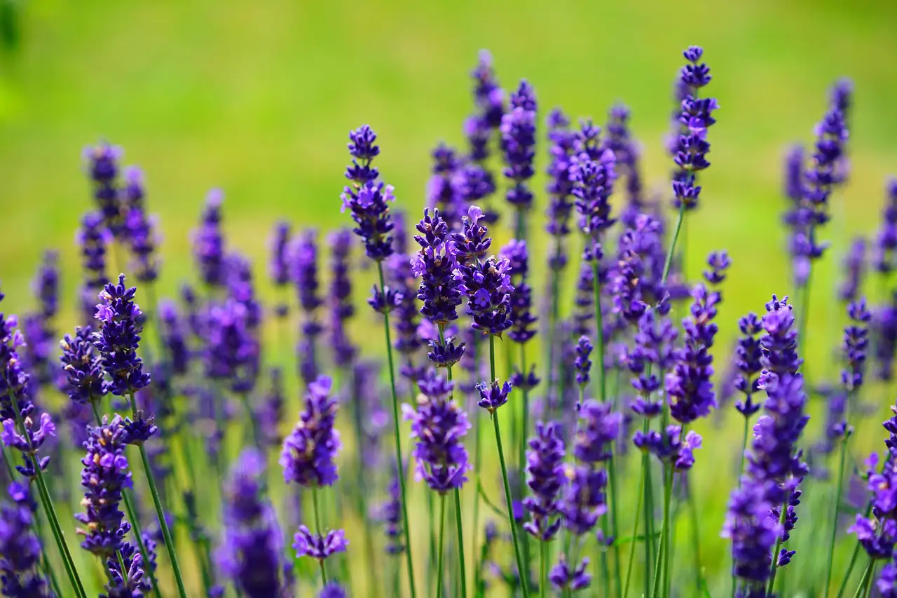 Infusiones que rejuvenecen: lavanda 