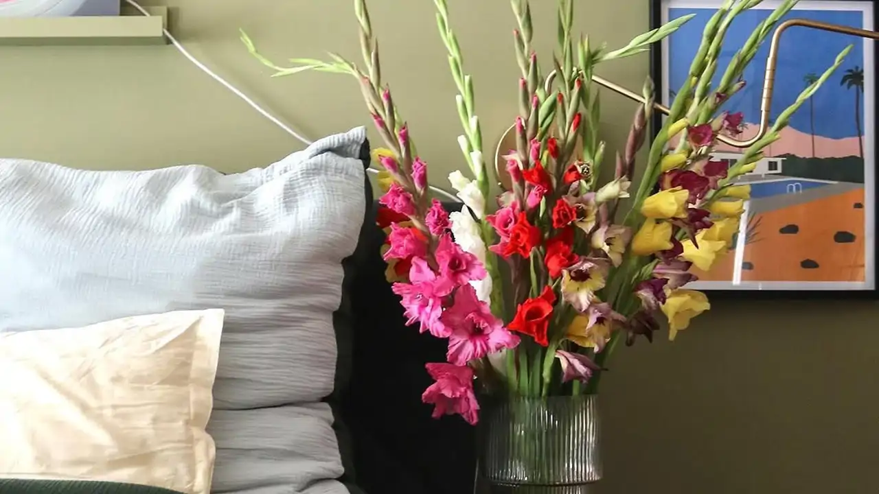 10 plantas para atraer buenas vibraciones en tu hogar: desde el bambú hasta las suculentas (VÍDEO)