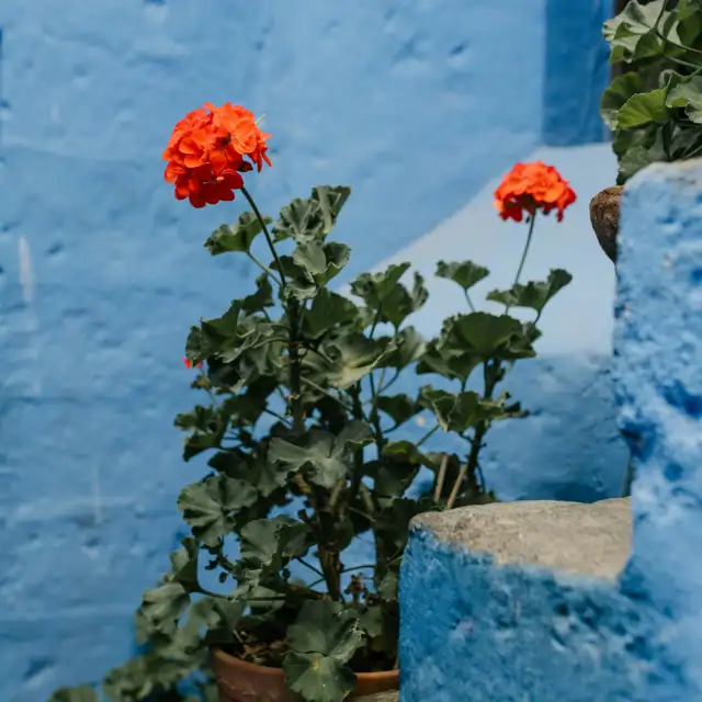 Estas plantas soportarán las altas temperaturas de tu balcón este verano (VÍDEO)